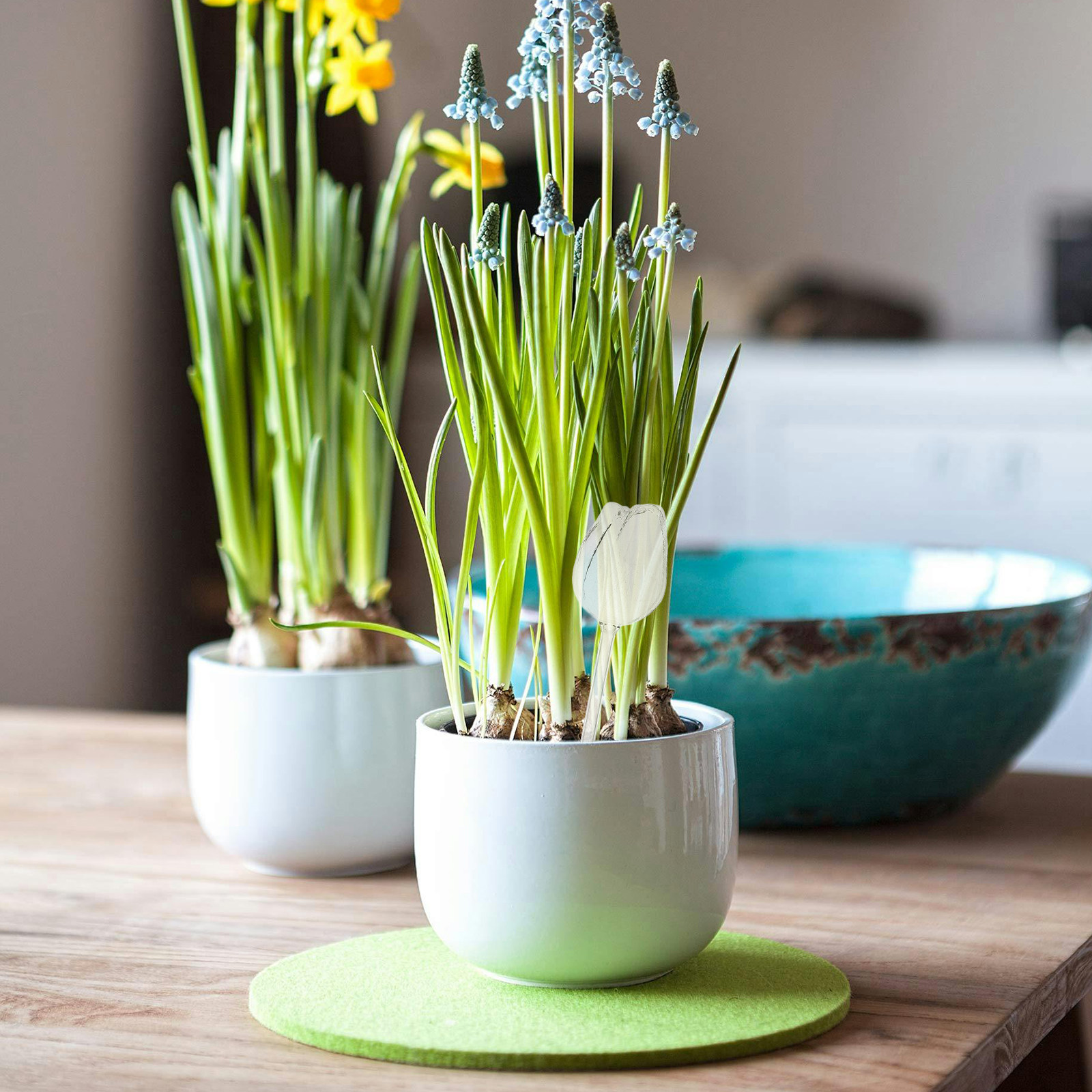 2 Adet Yüksek Kaliteli Borosil - Self-Watering Planter incelemesi ve fiyatı